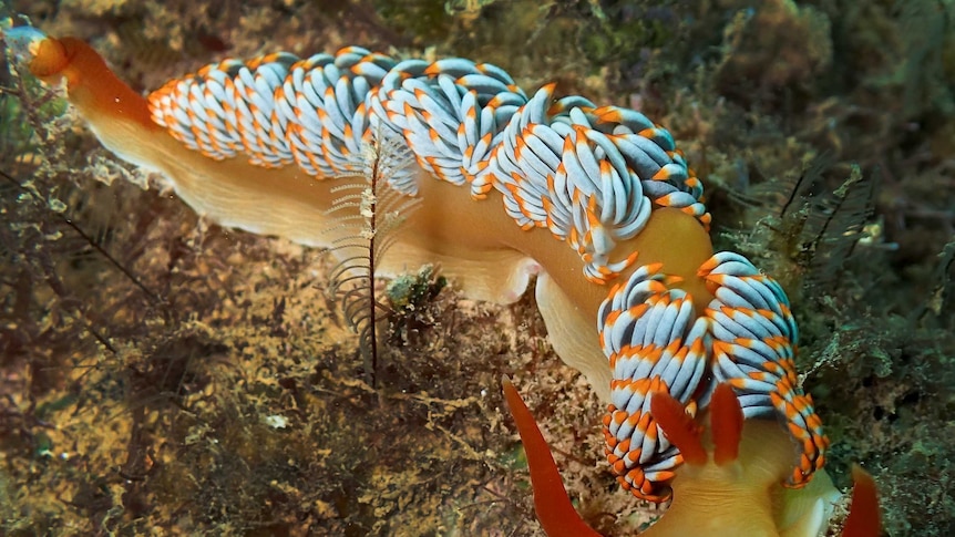 The great, sausage backed monster of the deep is pictured - with orange horny bits and ice-blue sausages on it's back.