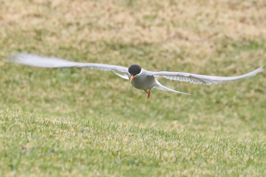 A white bird with a black face flies low over grassland with its wings outstretched.