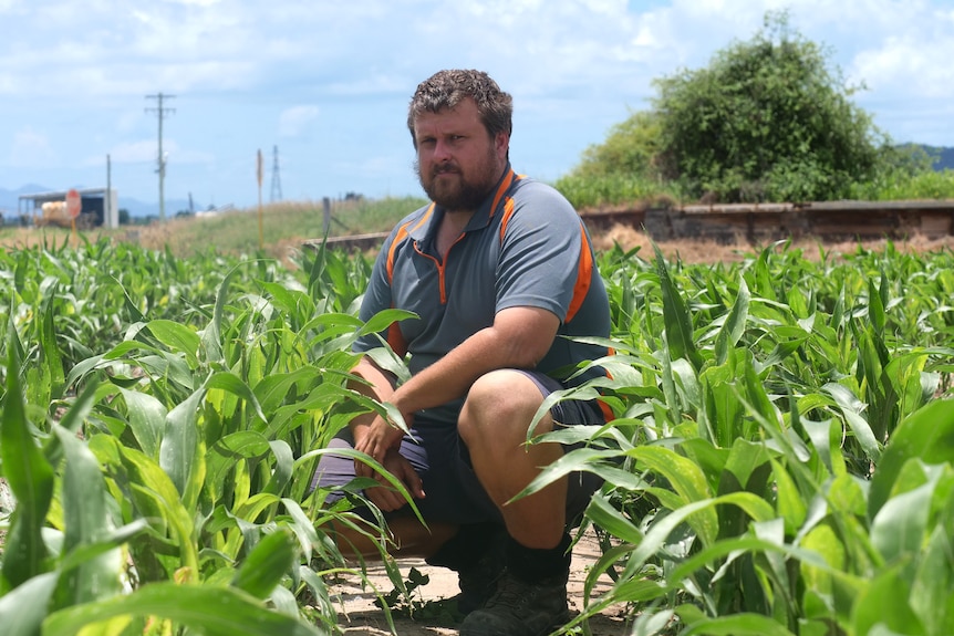 A farmer crouches down in between rows of crops wearing work boots, collared shirt and short work pants with blue sky in back