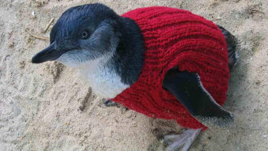 A real penguin wearing an approved penguin rehabilitation woollen jumper. The jumper colour is red.