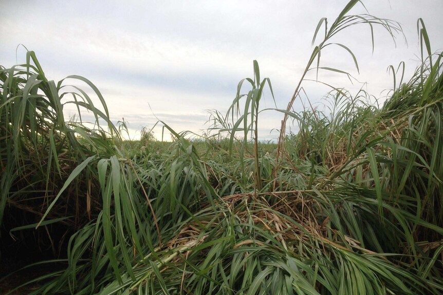 Wind and rain has flattened 30 per cent of the Bundaberg cane crop