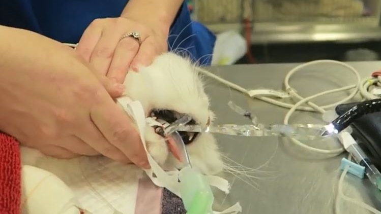 Cat undergoes surgery to remove 1.5 metres of tinsel