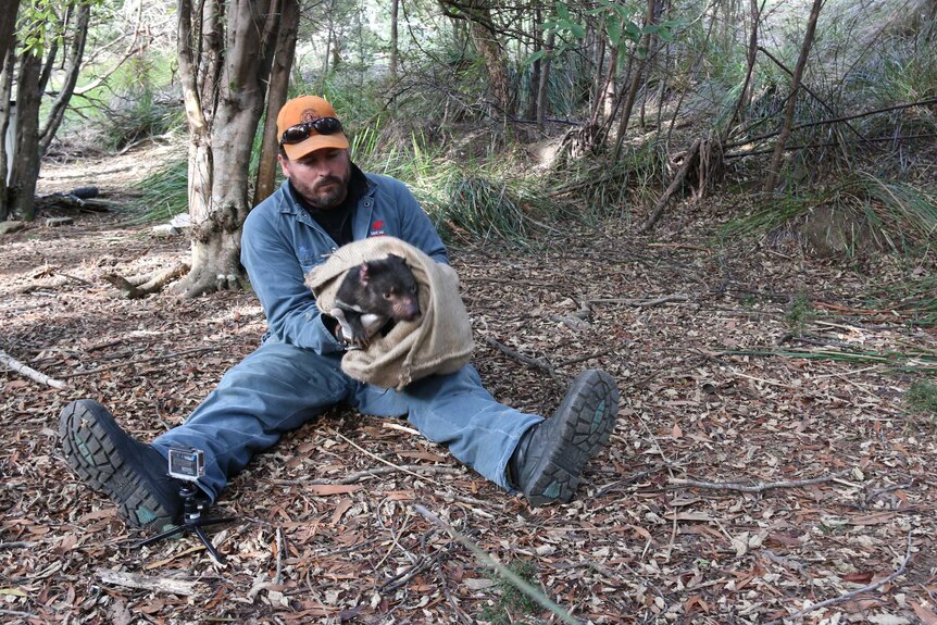 Phil Wise, Save the Tasmanian devil program, holding a captured devil in a bag.
