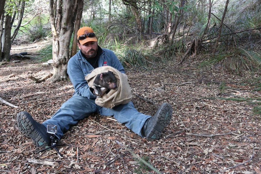 Phil Wise, Save the Tasmanian devil program, holding a captured devil in a bag.