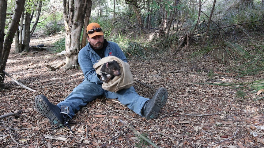 Phil Wise, Save the Tasmanian devil program, holding a captured devil in a bag.