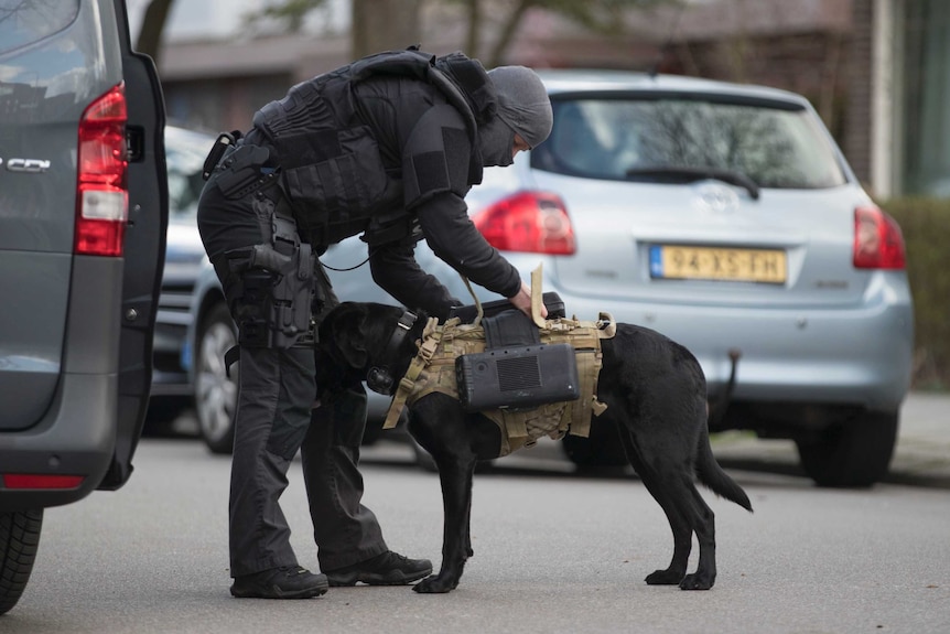 Dutch counter terrorism police install a camera on a sniffer dog.