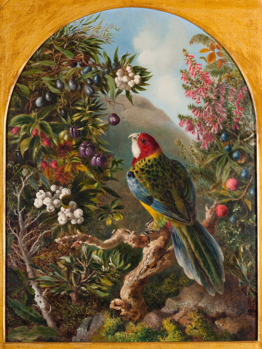Bird with berries in front of Mt Wellington.