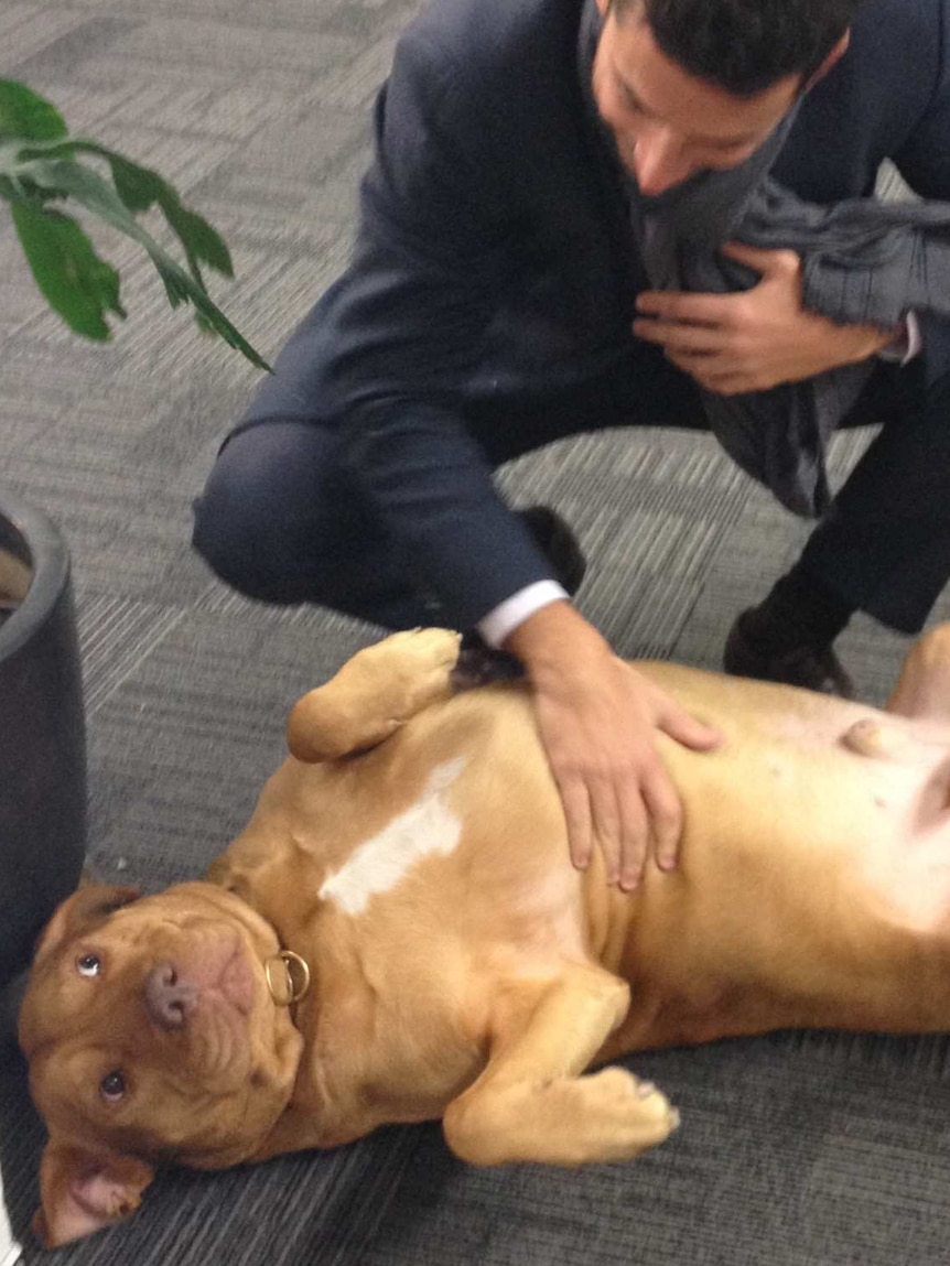 Labrador and bull terrier cross Cooper at work