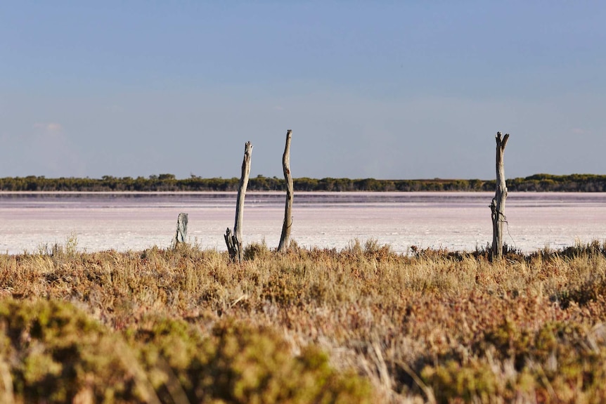 Bushland can be seen where Pink Lake meets the sky.