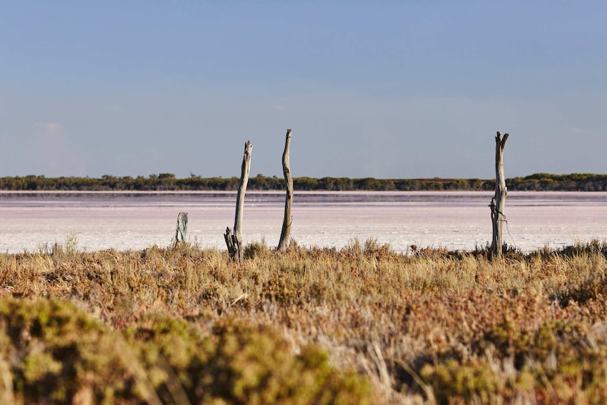 View of a large lake with pink water, with shrubs and trees dotted around it.