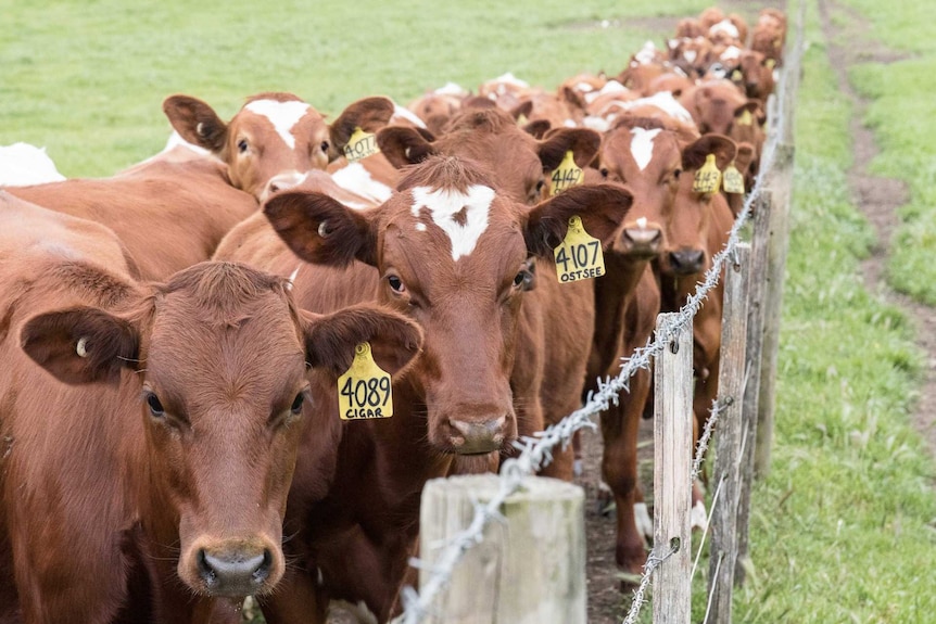 A herd of cattle crowd along a fence line