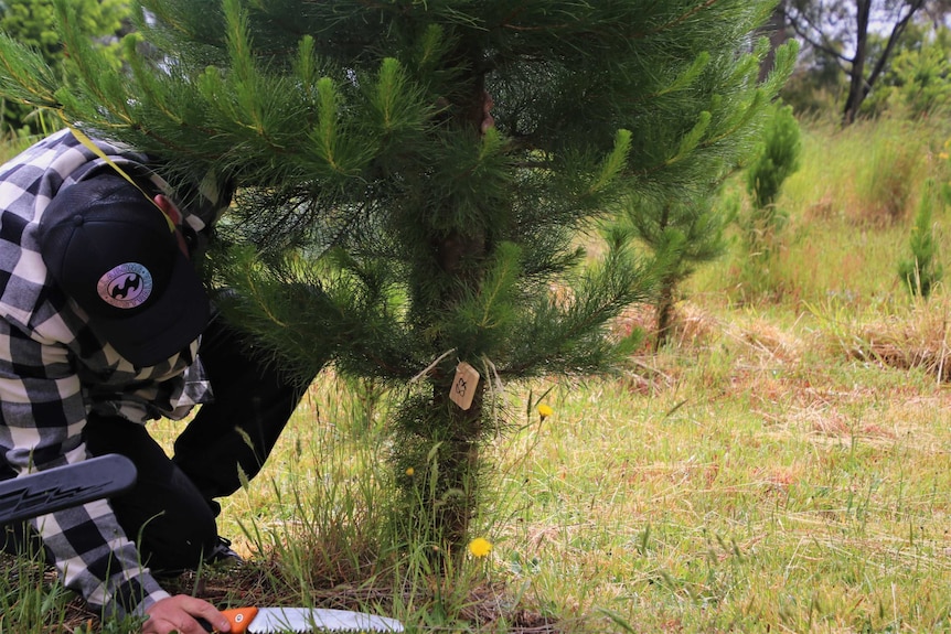 A man is crouching down trying to cut a Christmas tree with a saw.