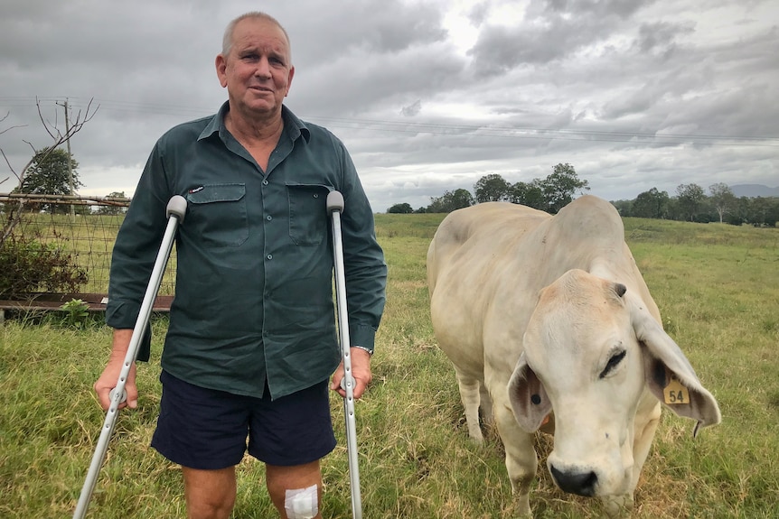 A man stands on crutches next to his cow