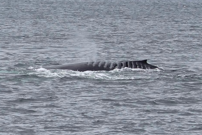 Whale with deep scars on its side surfaces from water.