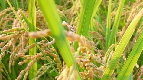 Rice crop