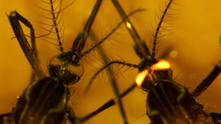 Close up of two mosquitoes. Mosquito on right has glowing eyes