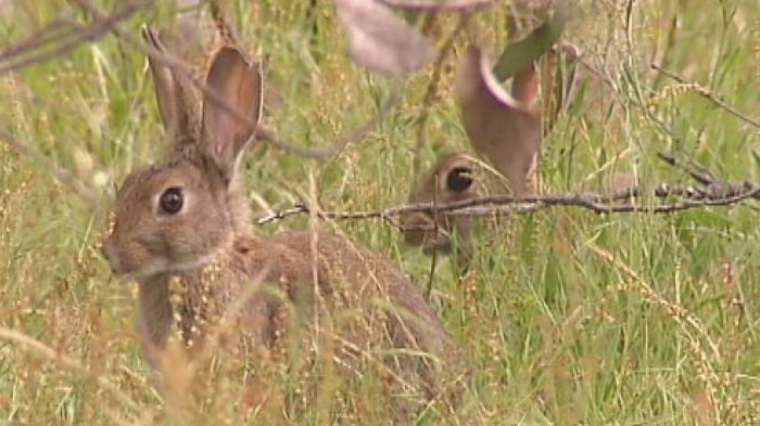 The Invasive Animal Cooperative Centre says there is now one rabbit per hectare of land in Australia.