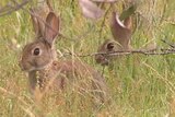 A Korean strain of calicivirus will soon be released in Australia to further curb feral rabbit populations