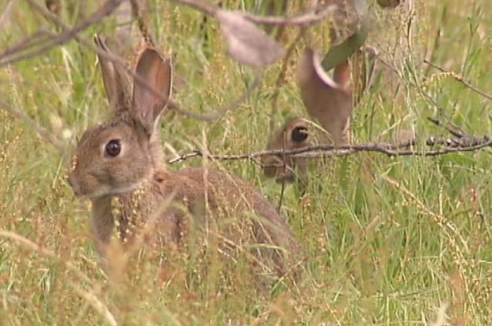 Two rabbits in a field