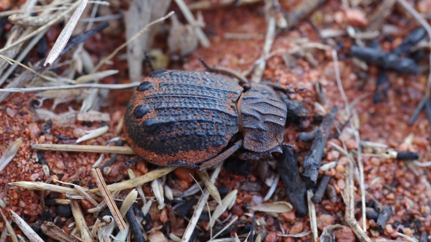 A black beetle on the red dirt.