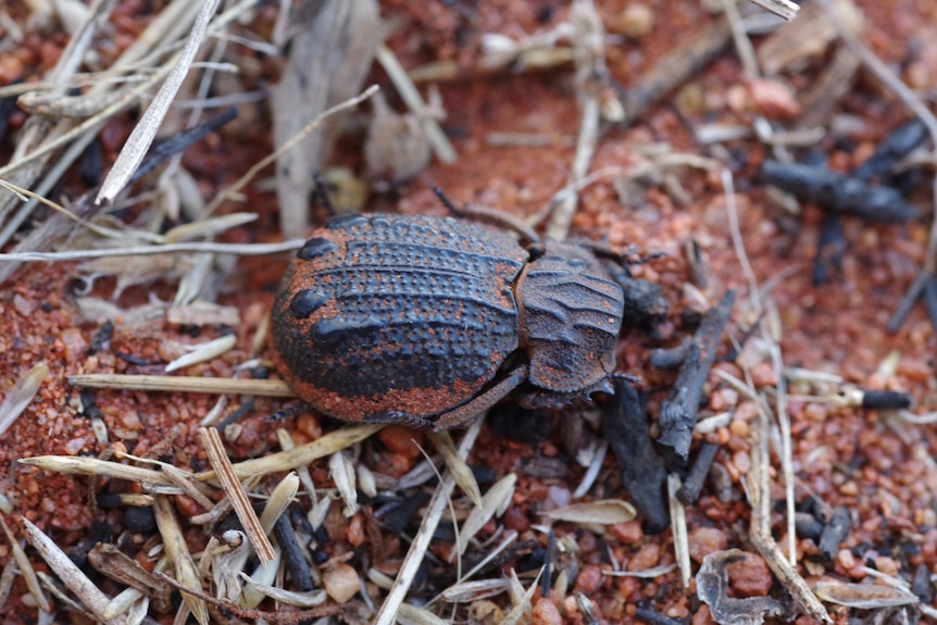 A black beetle on the red dirt.