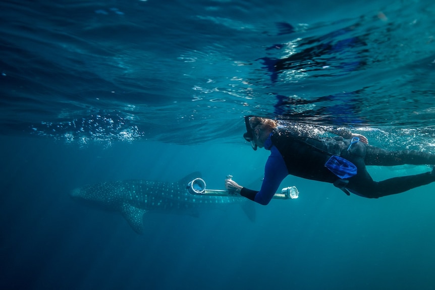 A person swims in a wetsuit holding a device near a whale shark