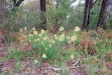 A flowering bush with off-white flowers growing in a bushland with trees around it.