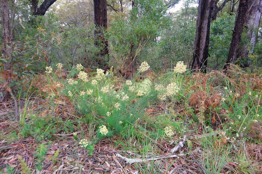 A flowering bush with off-white flowers growing in a bushland with trees around it.