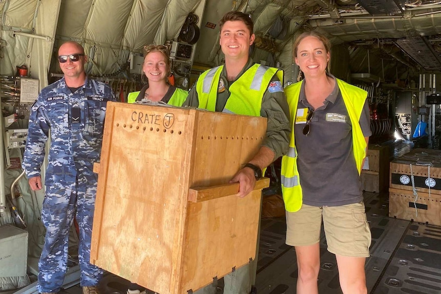 Four people stand around a wooden crate holding a bettong