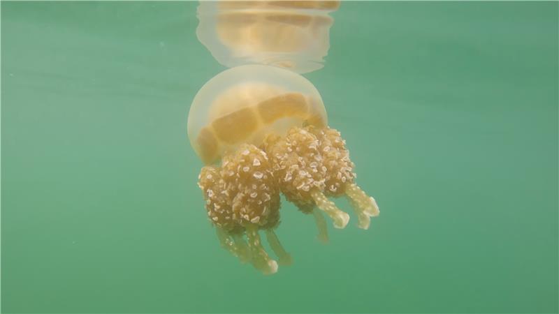 Inside Palau's isolated marine lakes where millions of rare jellyfish are disappearing