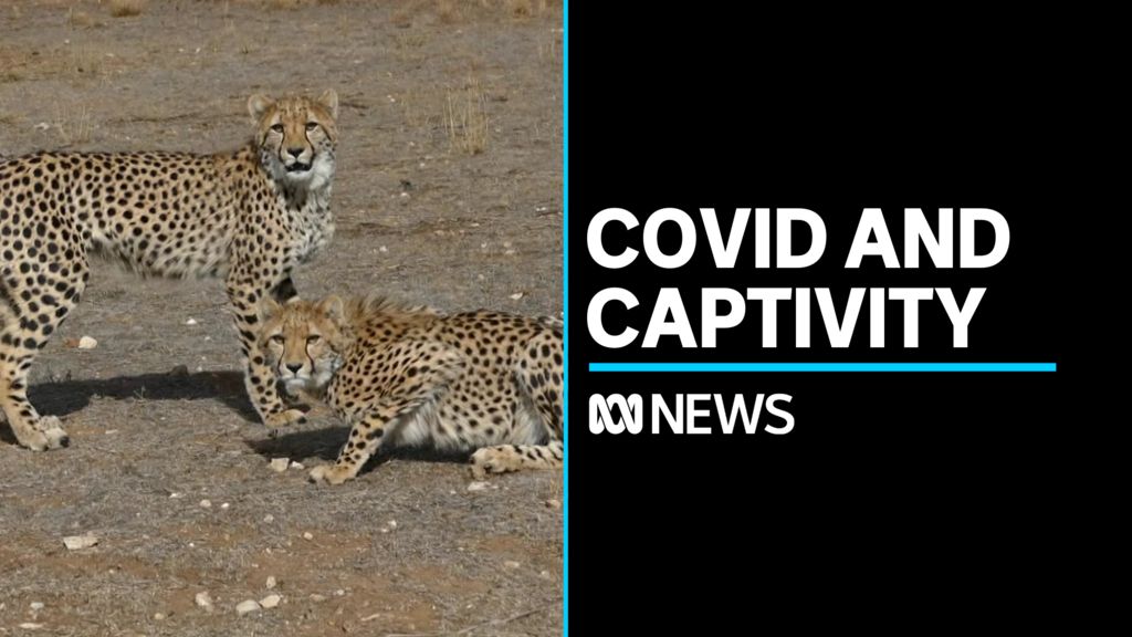 Breeding program break due to border restrictions - ABC News