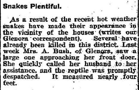 a newspaper report from 1919 about a snake incident at glenora