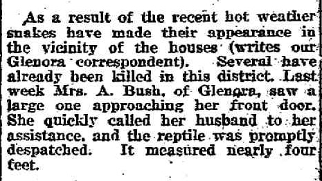 a newspaper report from 1919 about a snake incident at glenora