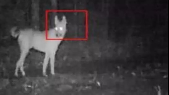 A wild dog is detected at night-time with new technology.