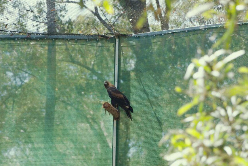A wedge-tailed eagle perches on a branch inside an aviary.