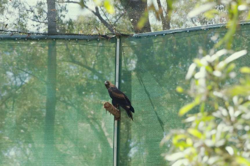 Un aigle à queue en coin est perché sur une branche à l'intérieur d'une volière.