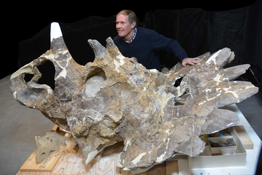 Geologist Peter Hews poses with the skull of Regaliceratops peterhewsi ('Hellboy') that he found