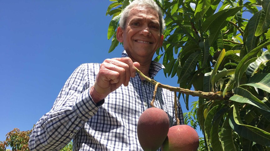 A mango breeder stands next to two ripening mangoes on the tree