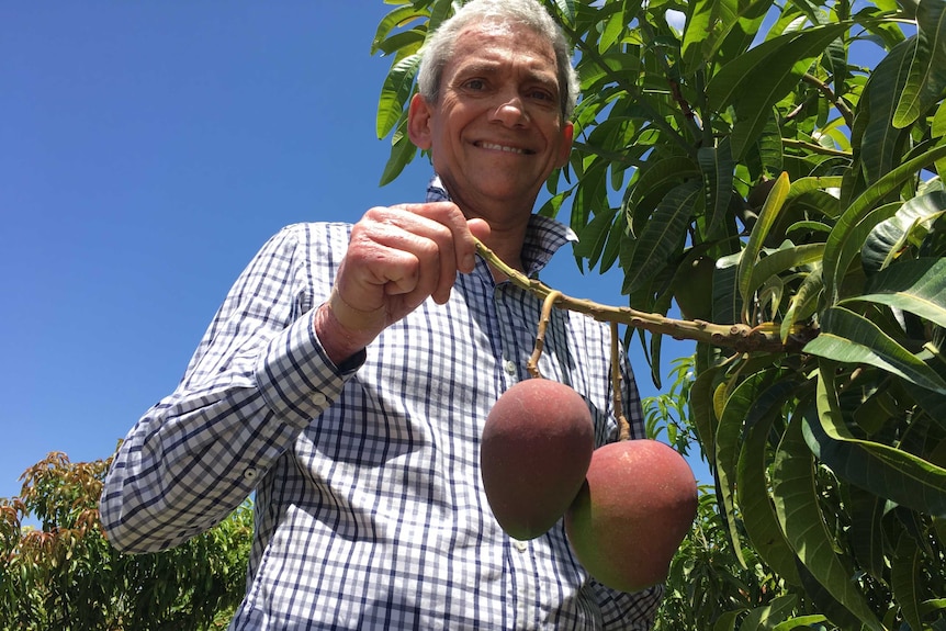 A mango breeder stands next to two ripening mangoes on the tree