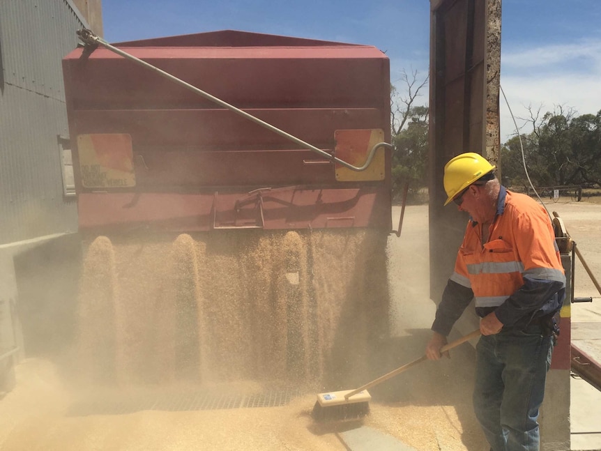 Len 'Squatter' Coffey receives a load of grain at Yaapeet silos, western Victoria.