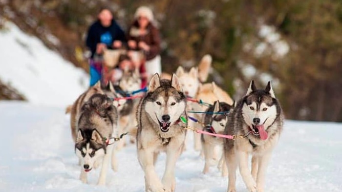 Siberian huskies pulling a sled in the snow