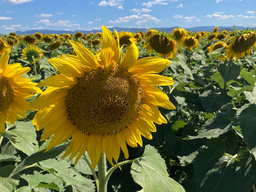 sunflower in a field