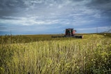 Machine-harvest of industrial edible hemp in a large paddock in Victoria's north-west.