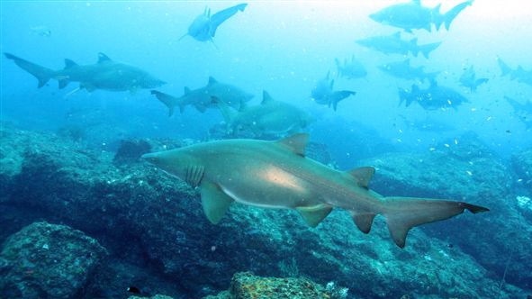 The numbers of grey nurse sharks along Australia's east coast are estimated to be as low as 500.
