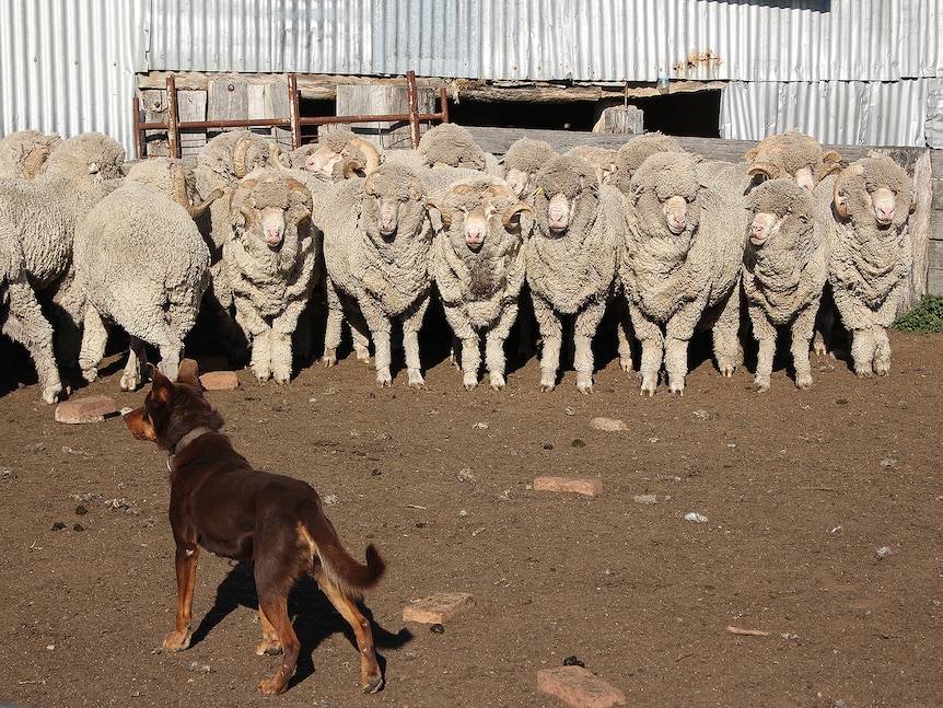 A pen of Merino rams being mustered by a brown Kelpie dog