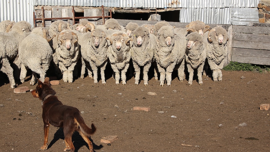 Woolly merino rams in a pen outside a woolshed with a tan kelpie herding them into position. 