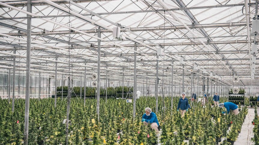 Canadian legal cannabis crop