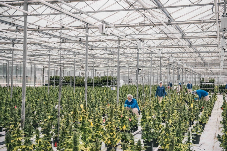 Canadian legal cannabis crop