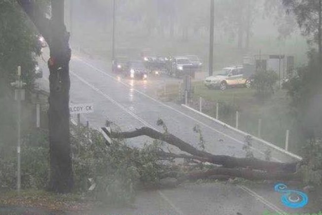 Tree down across road