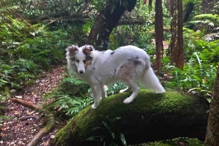 A medium sized white dog stands sideways on a large rock covered in green moss in the middle of a dense green forest